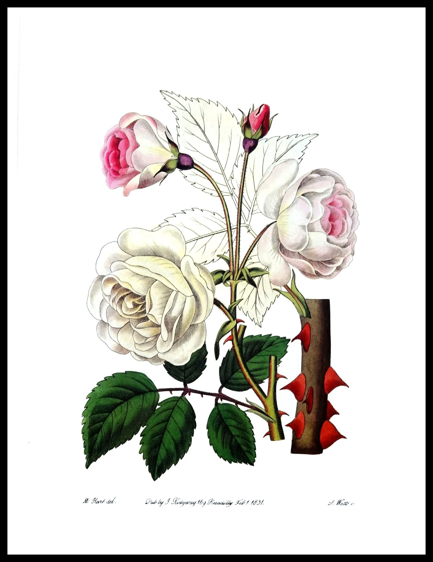 ALP CF1027 White Roses (Antique Prints)